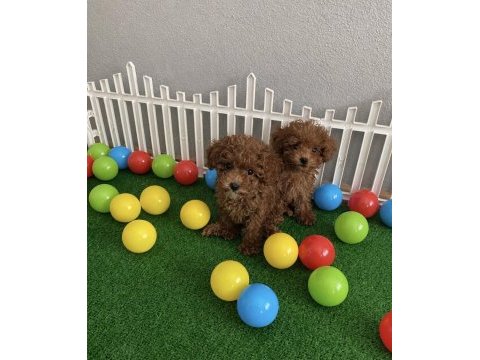 Wc eğitimli aşılı ev üretimi toy poodle