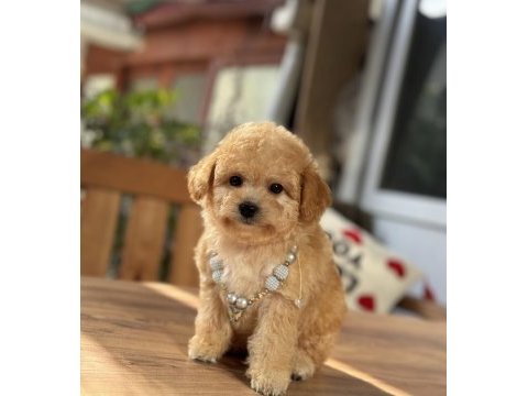 Orjinal maltipoo
