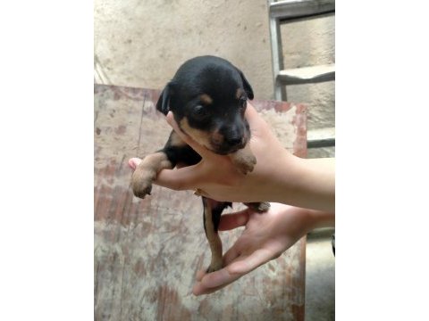 Yavru köpeğimiz pinscher