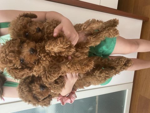 Sevimli oyuncu toy poodle yavrular