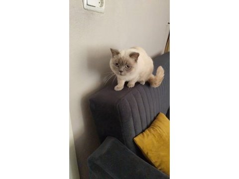 British shorthair blue point