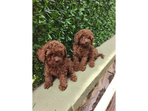 Poodle yavrularımız