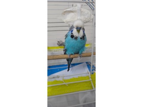 Show jumbo çift muhabbet kuşu