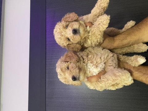 Maltipoo bebekler