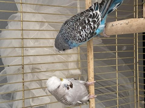 Show jumbo muhabbet kuşu