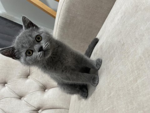 2 aylık safkan british blue renk erkek
