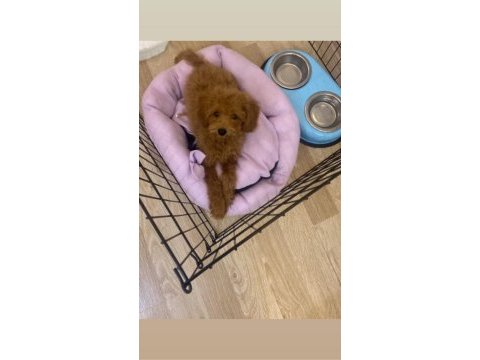3.5 aylık toy poodle
