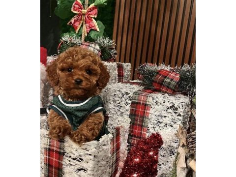 2.5 aylık dişi ve erkek poodle yavrularımız