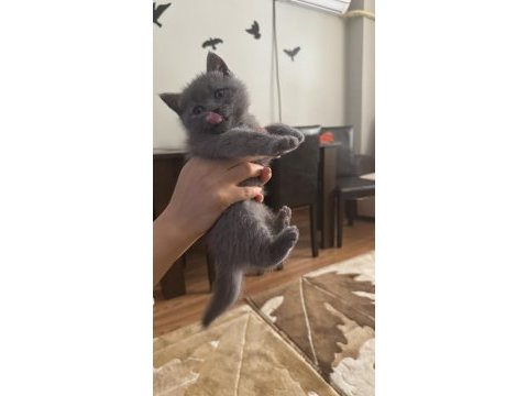 45 günlük british shorthair
