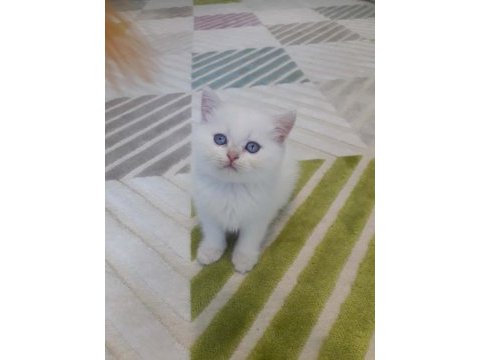 British shorthair golden point erkek