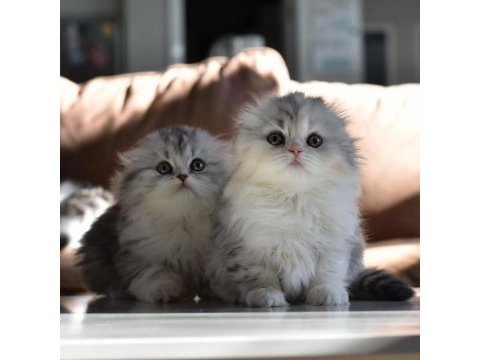 2 aylık scottish fold longhair dişi bebekler
