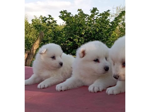 Kar beyaz samoyed yavrular çiftlikten