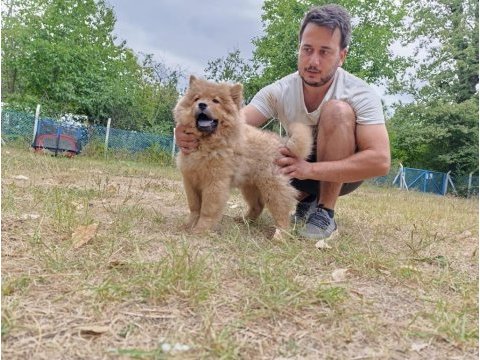 Üreticiden chow chow çin aslanı yavruları