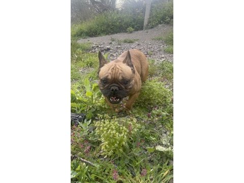 Fransız bulldog yetişkin