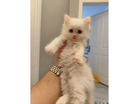 Anne ragdoll baba british shorthair