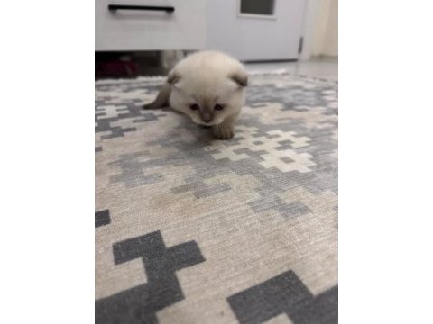 Evcil yavru british shorthair
