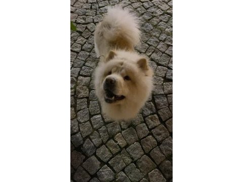 Çin aslanı köpeğimi ücretsiz sahiplendiriyorum