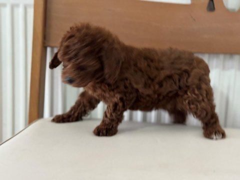 Petmode köpek çiftliğinden ziyarete açık toy poodle