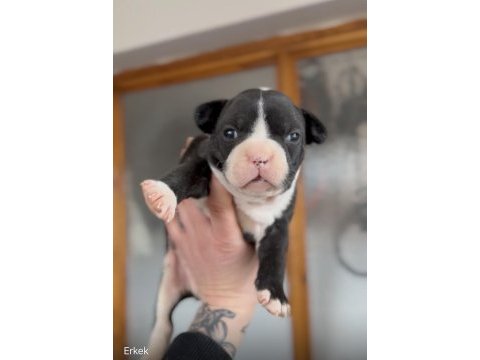 French bulldog yavrularım