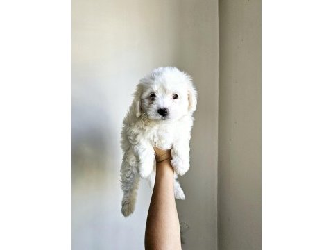 Mini boy maltese köpekler