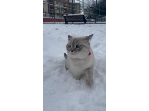 2 yaşında british shorthair dişi kedimiz