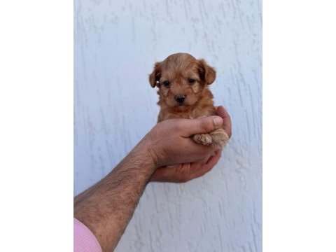 Maltipoo adrese teslim, kapıda ödeme yapabilirsiniz