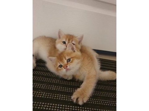 Yavru british shorthair kediler