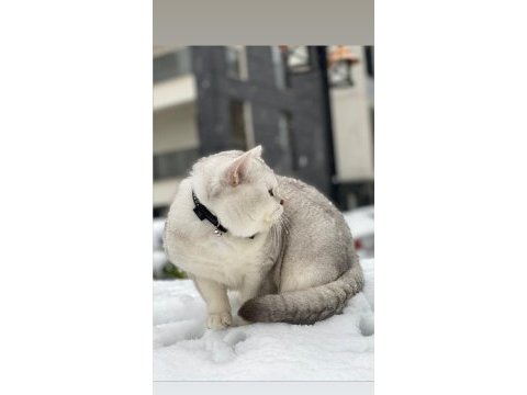 Asil british shorthair