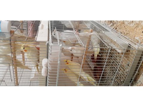 Albino ve lutino sultan papağanı yavrular
