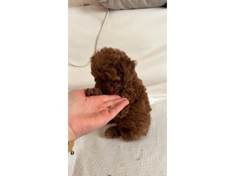 Red brown toy poodle yavrular