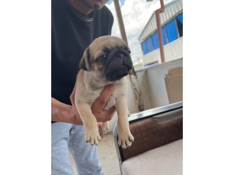 Sağlıklı pug mops yavrularımız