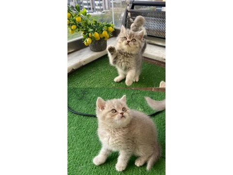 Scottish ve british shorthair show yavrular
