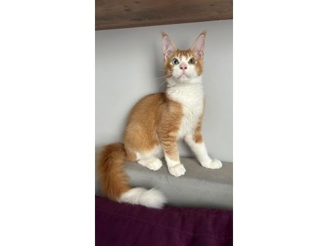 Renkli gözlü maine coon bebeklerimiz