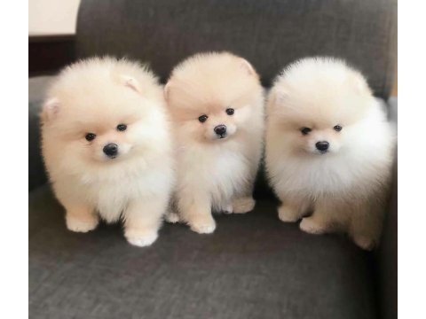Pomeranian boo ayı surat bebekler
