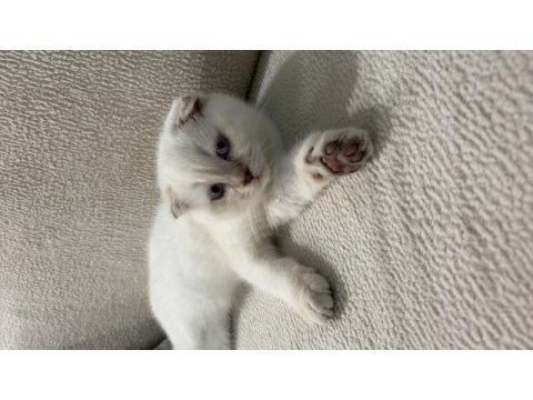 Tatlı scottish fold oğlumuz rio