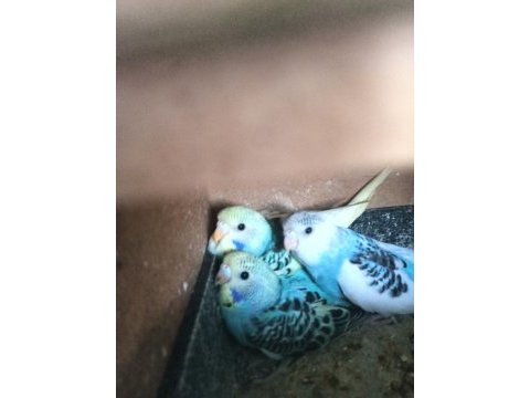 1 aylık yavru muhabbet kuşları