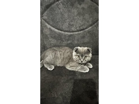 Scottish fold kedimiz