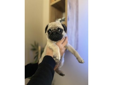 Pug erkek yavrumuz