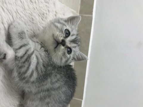 Sevimli british shorthair kedimiz