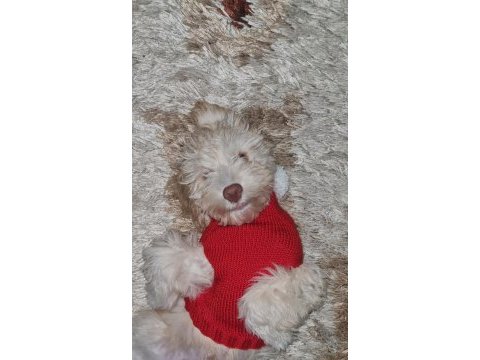 1 buçuk yaşında erkek maltipoo