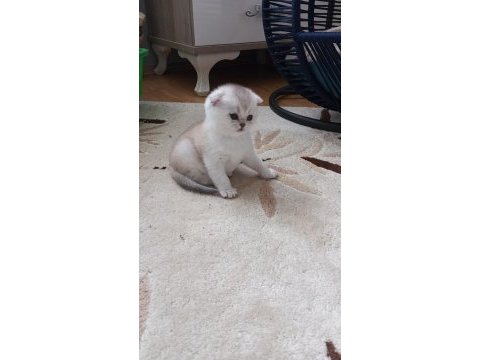 Scottish fold rezerve ye açıktır