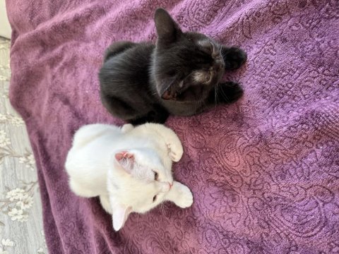 British shorthair kardeşler