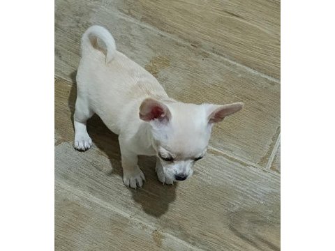 Yavru chihuahua 5