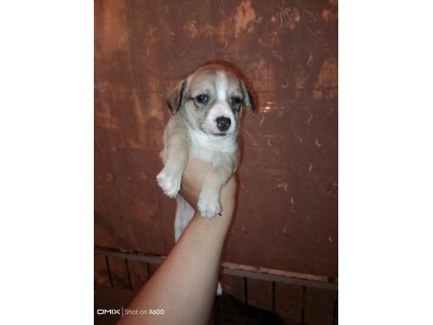 Corgi / jack russell