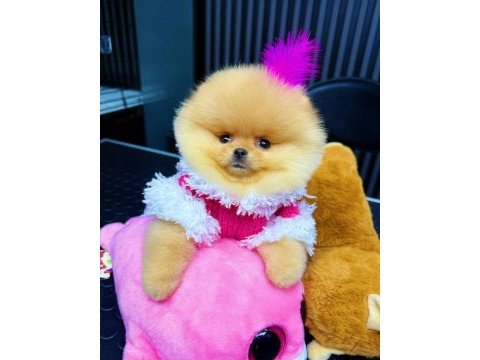 Taş gibi pomeranian boo bebeeeek
