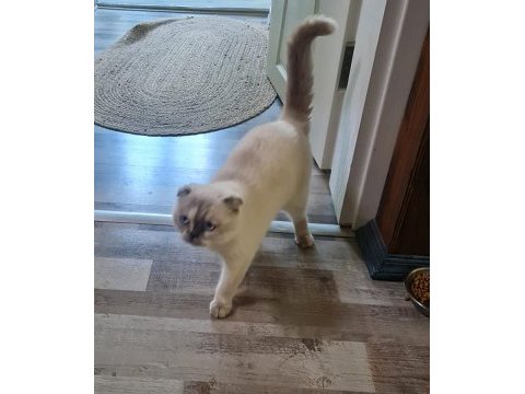 Scottish fold dişi (kısırlaştırılmış)