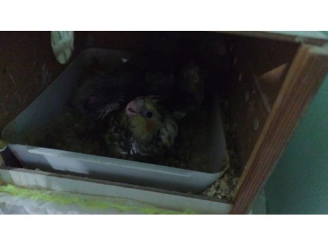 Evcil sultan grey yavru kendi üretim erkek disi