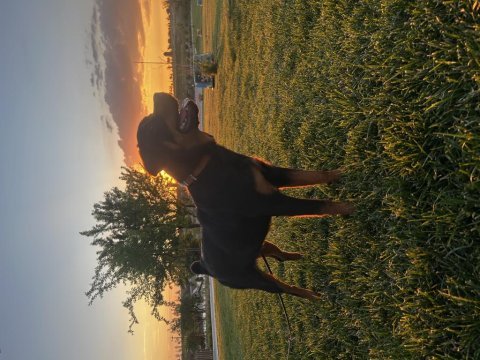 7 aylık dişi rottweiler
