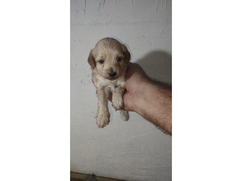 Maltipoo yavrularımız yeni sahiplerini ariyor
