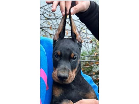 Safkan fci şecereli doberman yavrularımız